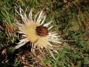 11 Carlina acaulis (Carlina bianca)